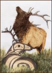 (image for) Elk